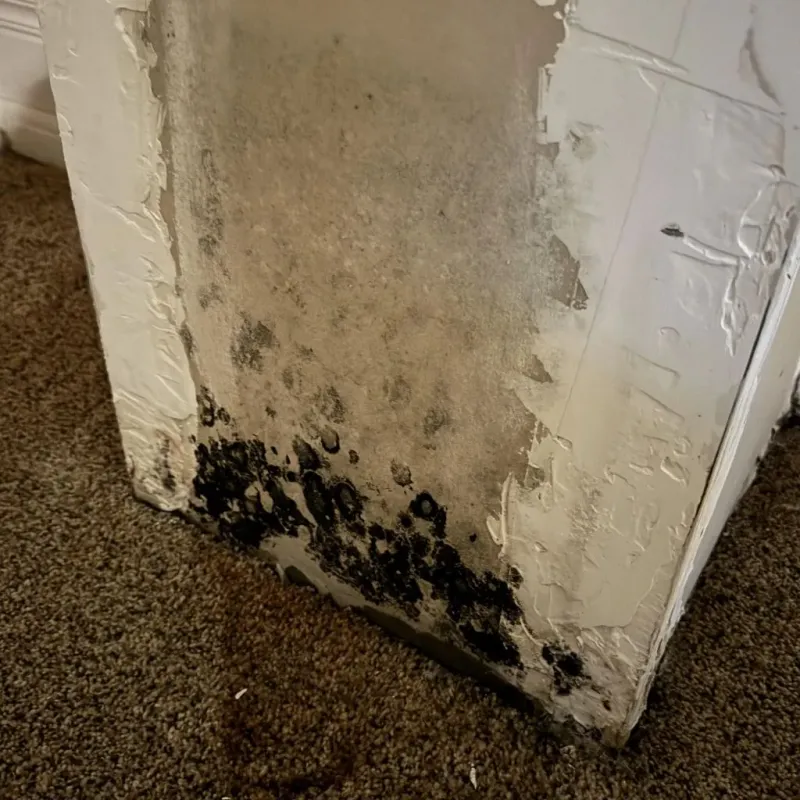 Professional Mold Removal in Weatherford, OK